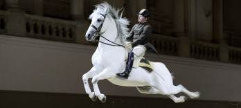 ウィーンのスペイン乗馬学校 