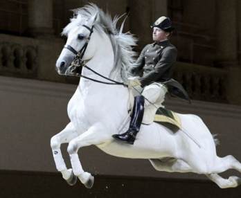 La Escuela Española de Equitación de Viena 