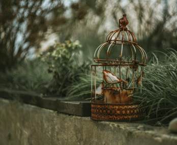 El vendedor de pájaros, Carl Zeller